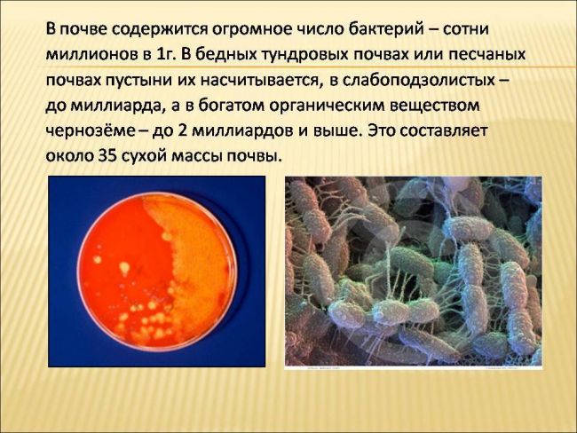 Роль бактерий в жизни человека