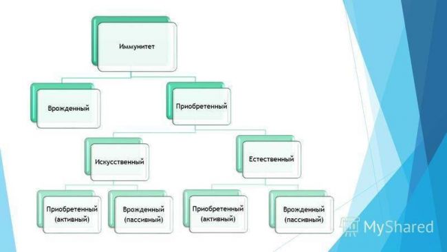 Что такое пассивный иммунитет и как он приобретается