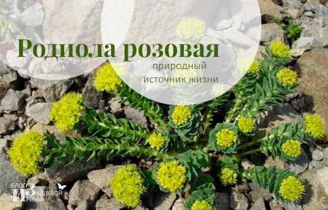 Родиола розовая инструкция по применению настойка. родиола розовая: свойства и противопоказания
