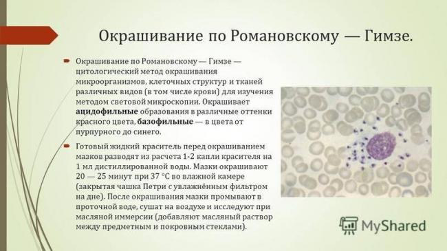 Функции, строение и особенности бактериальной оболочки