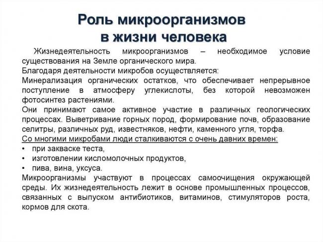 Важность роли бактерий и грибов в биоценозах земли