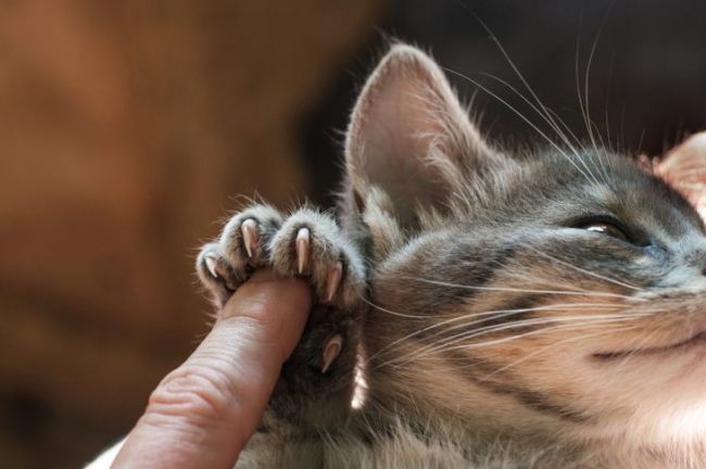 Болезнь кошачьих царапин