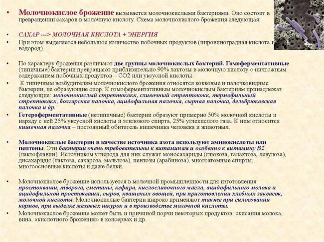 Бактерии и их роль в природе и круговороте веществ