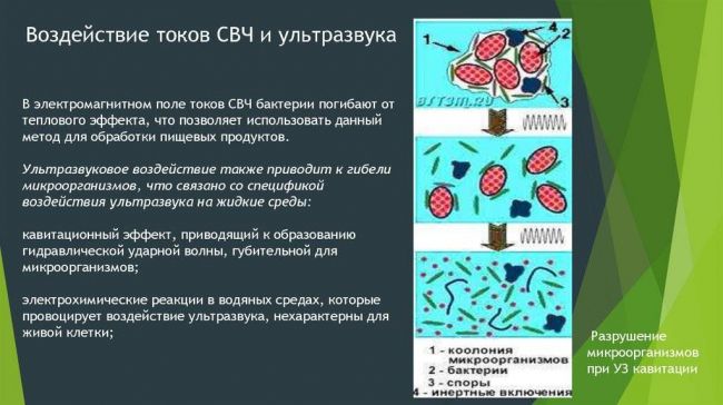 Полезные бактерии. роль и значение бактерий в жизни человека. фото