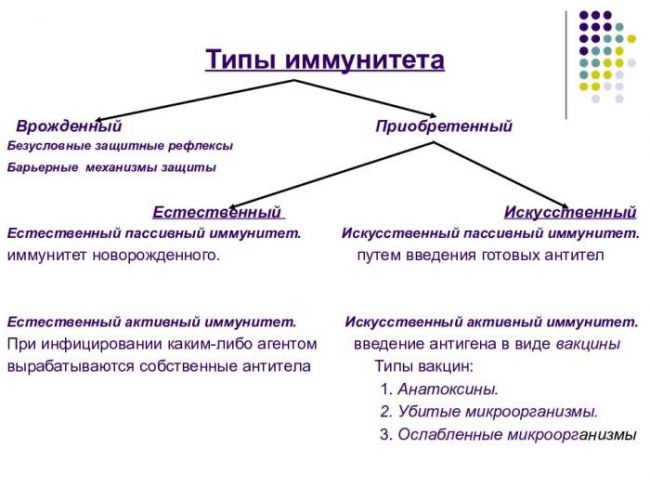 Пассивный иммунитет – грамотная естественная защита организма от заболеваний