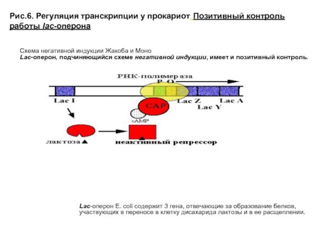 Регуляция экспрессии генов