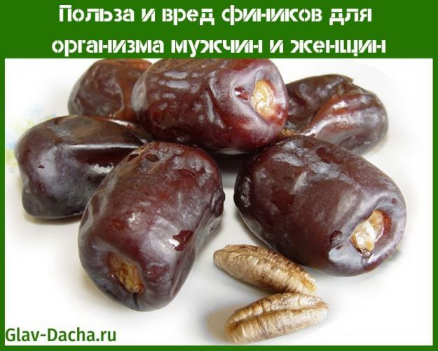 Финики: полезные свойства для здоровья и похудения