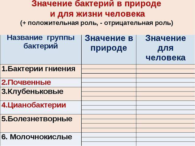 Роль бактерий в природе и жизни человека