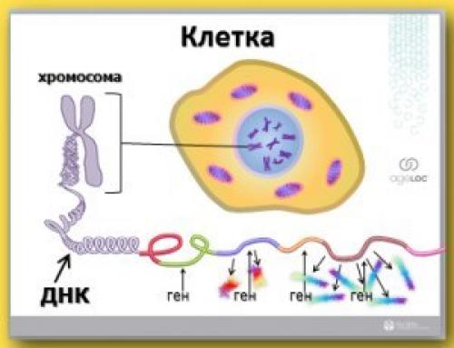 Экспрессия генов