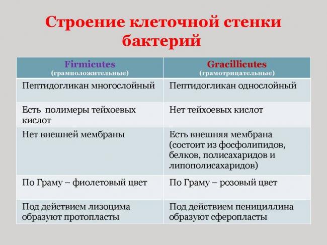 Бактерии. строение бактериальной клетки. формы. фото