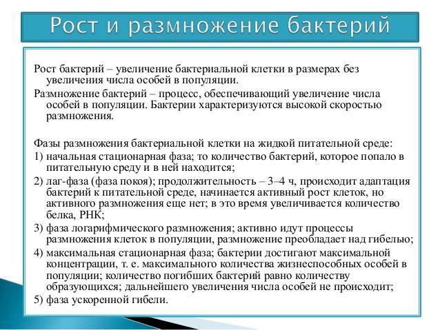 Царство бактерий, строение и жизнедеятельность мельчайших организмов