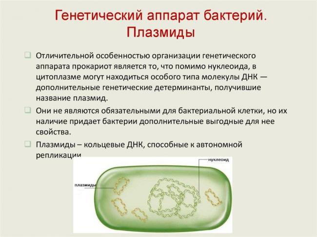 Бактерии. строение бактериальной клетки. формы. фото