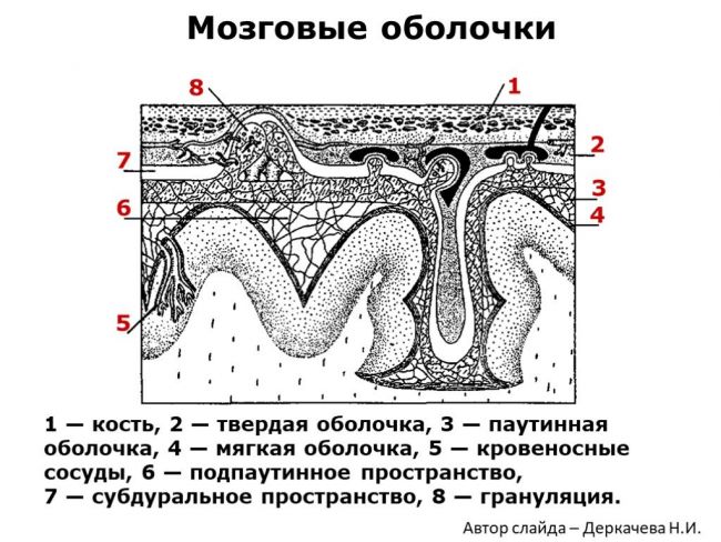 Клиническая анатомия позвоночника и спинного мозга