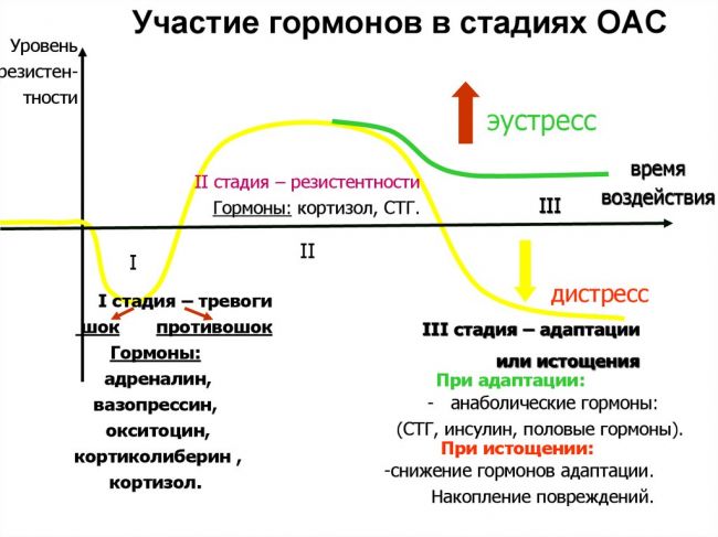 Глюкокортикоиды: кортизол и кортикостерон. транскортин. липокортин. регуляция секреции и физиологические эффекты глюкокортикоидов.
