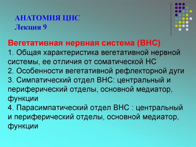 Периферическая нервная система — википедия с видео // wiki 2