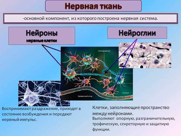 Глиоз головного мозга: лечение, причины, очаги