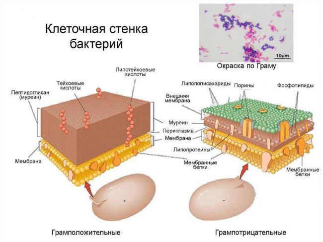 Палочковидные – самые распространенные бактерии