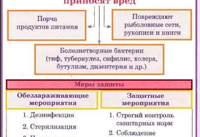 Как размножаются микробы