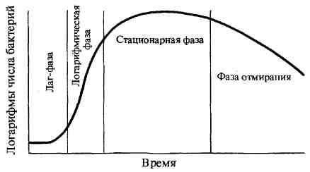 Бактерии: размножение, способы, рост, факторы роста. фото