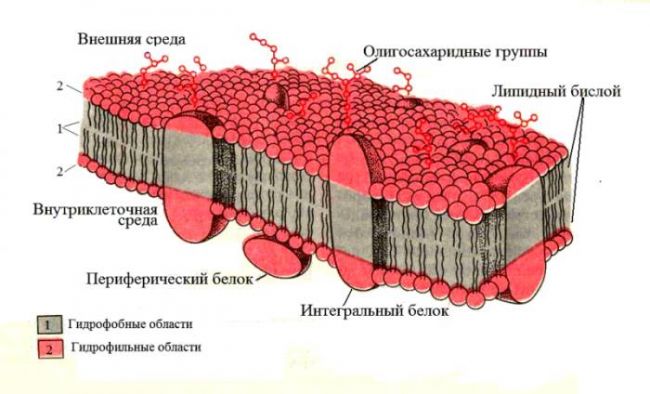 Как соотносится строение бактериальной клетки и ее функции