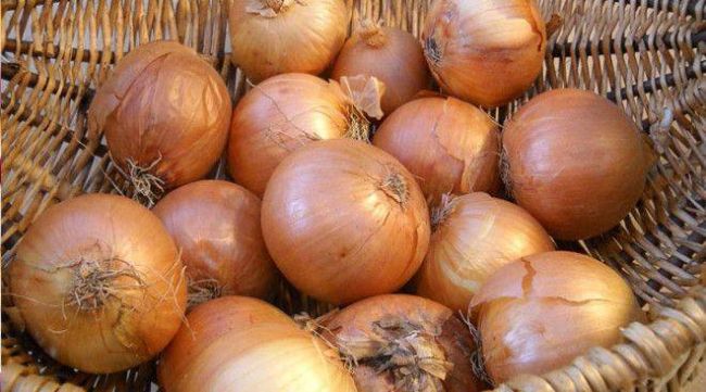 «субтильная» сенная бацилла – палочка bacillus subtilis