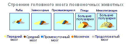 Периферическая нервная система кратко