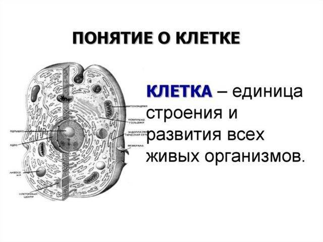 Какие особенности в строении клеток бактерий, животных и растений
