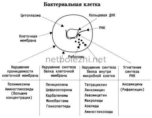Антибиотики при пневмонии у взрослых название