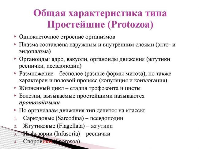 Разница между бактериями и простейшими. чем бактерии отличаются от простейших