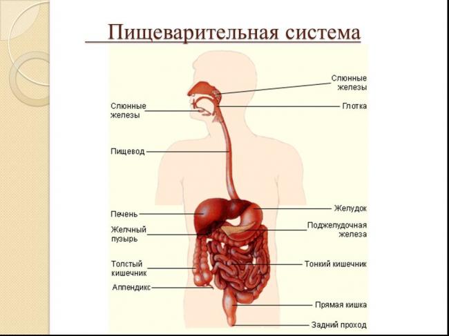 Особенности строения и возможные болезни желчных протоков