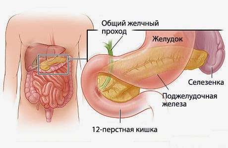 Таблетки Аллохол инструкция по применению, как правильно пить для лечения печени, отзывы