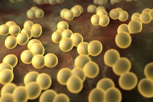 Bifidobacterium longum (бифидобактерии лонгум)