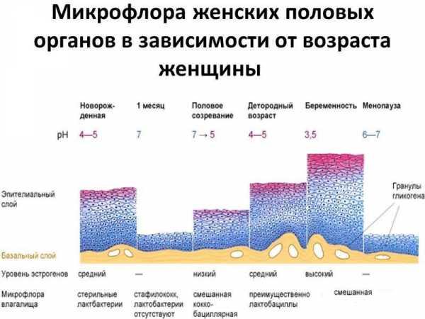 Чем вредна условно-патогенная флора и можно ли от нее избавиться