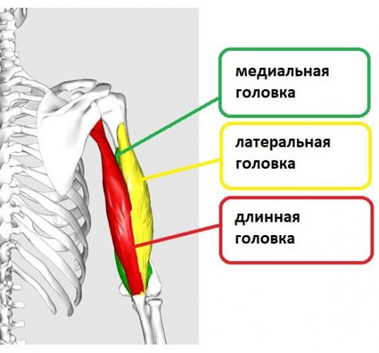 Онемение лица и головы признак какой болезни
