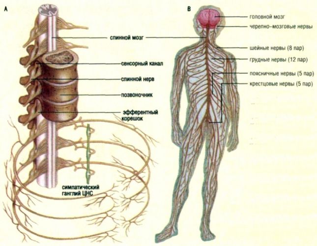 Периферическая нервная система - peripheral nervous system - qwe.wiki