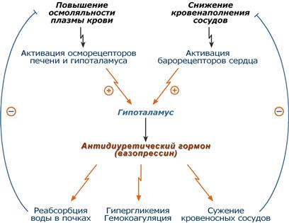 Гормоны гипоталамуса и их функции: таблица