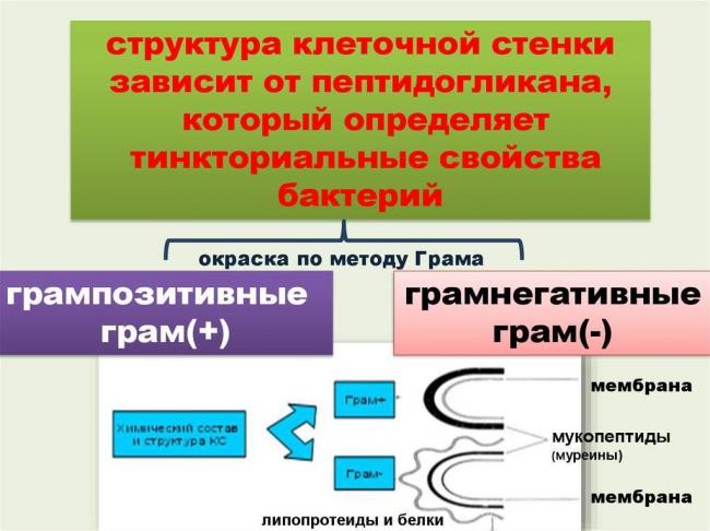 Разница между грамположительными и грамотрицательными бактериями