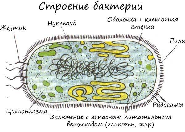 Функции бактерий с различных точек зрения