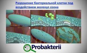 Рост и размножение бактерий