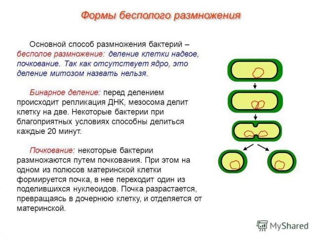Как размножаются микробы