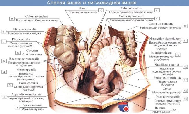 Особенности течения острого аппендицита при атипичном расположении червеобразного отростка