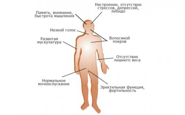 Повышенный тестостерон у мужчин – что это значит?