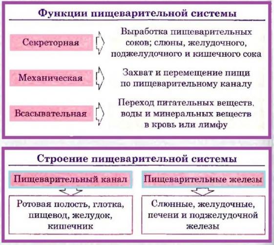 Желчь по желчным протокам поступает в
