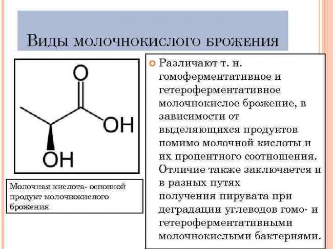 Гомо- или гетероферментативная характеристика — морфология, систематика, экология молочнокислых бактерий вина