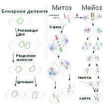 Вирусы, микробы и бактерии: в чем отличия?