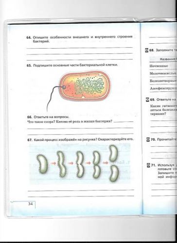 Рост и размножение бактерий