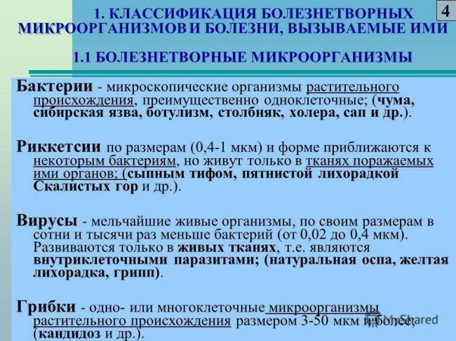 Бактерии и человек