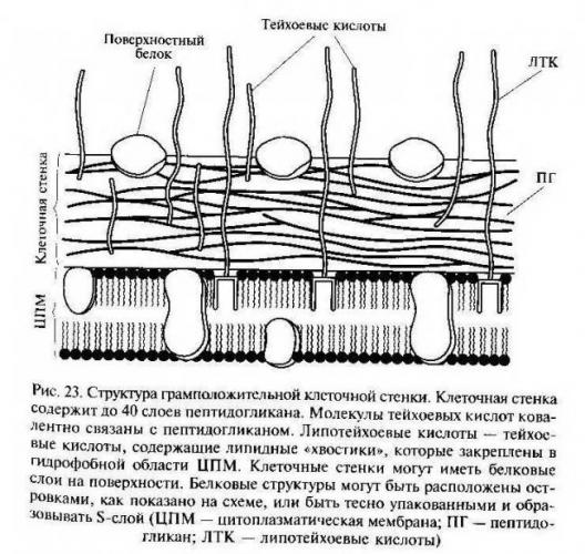 Грамотрицательные бактерии - gram-negative bacteria
