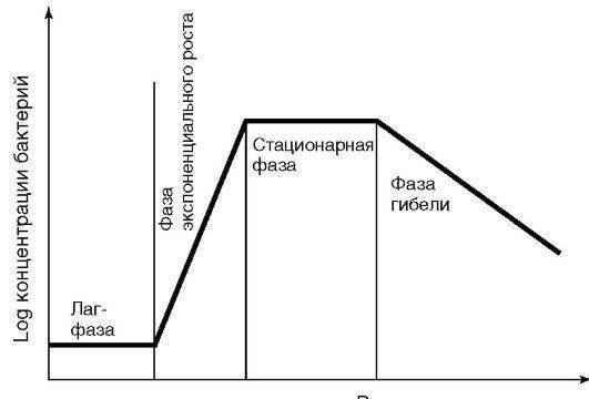 Рост и размножение микроорганизмов