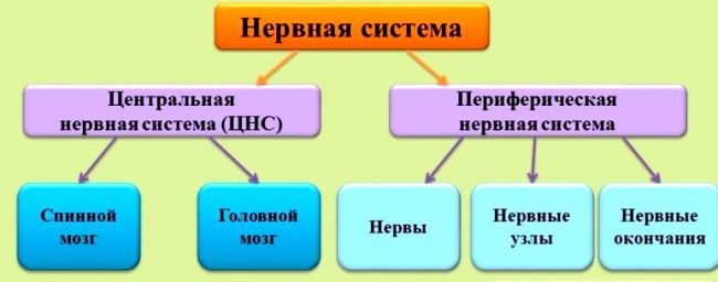 Вегетативная нервная система - биология егэ